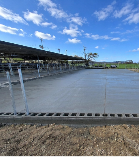 Dairy shed concrete apron with drainage channel in Tauranga